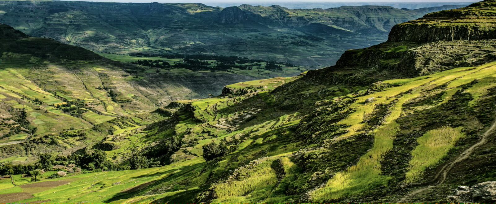 Hauts plateaux d’Éthiopie, paysage de cultures en terrasses